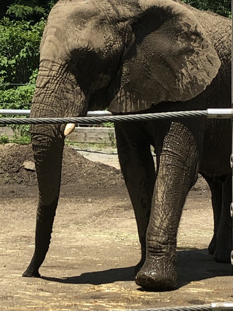 African Elephant - July, 2020