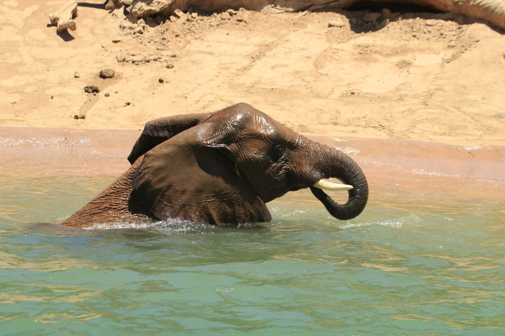 African Elephant (June 2019)