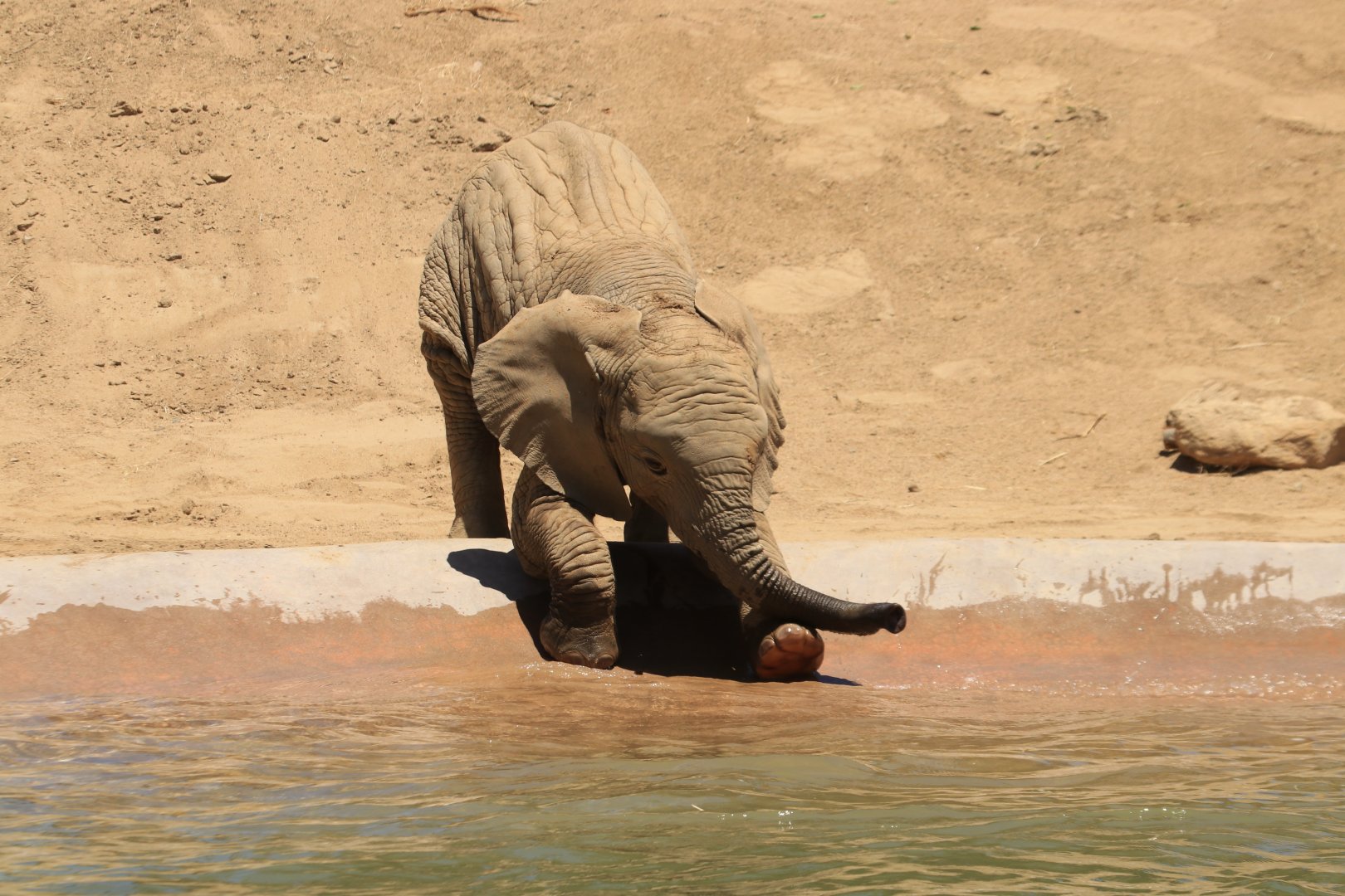 African Elephant (June 2019)