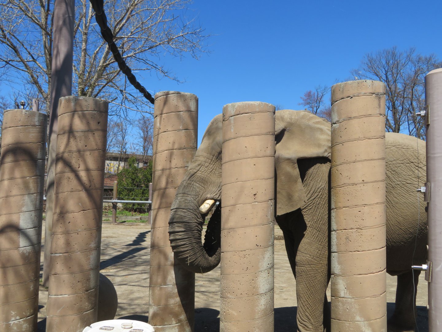 African Elephant (June 2020)