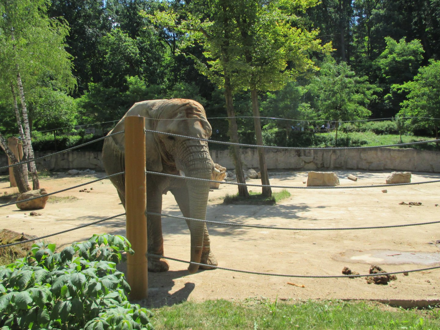 African elephant- Kali