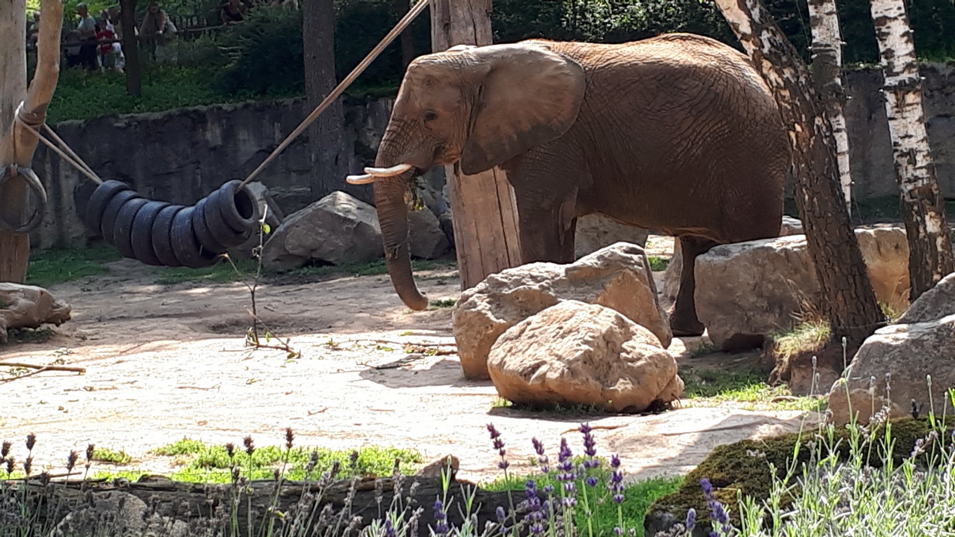African elephant Kali