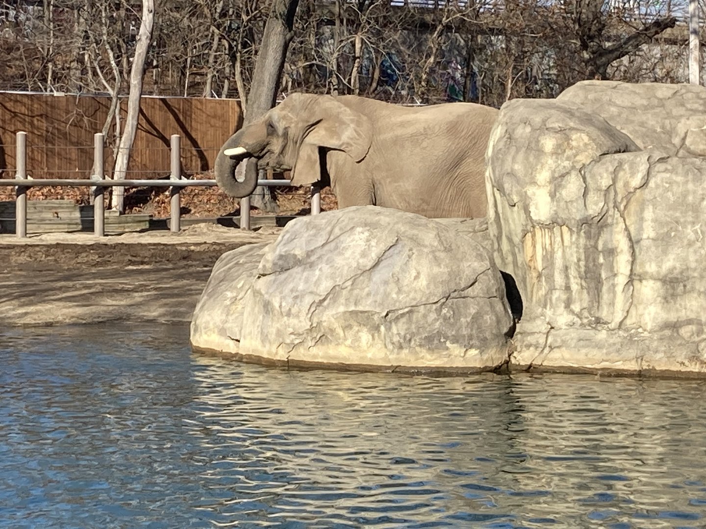 African Elephant Kate Drinking