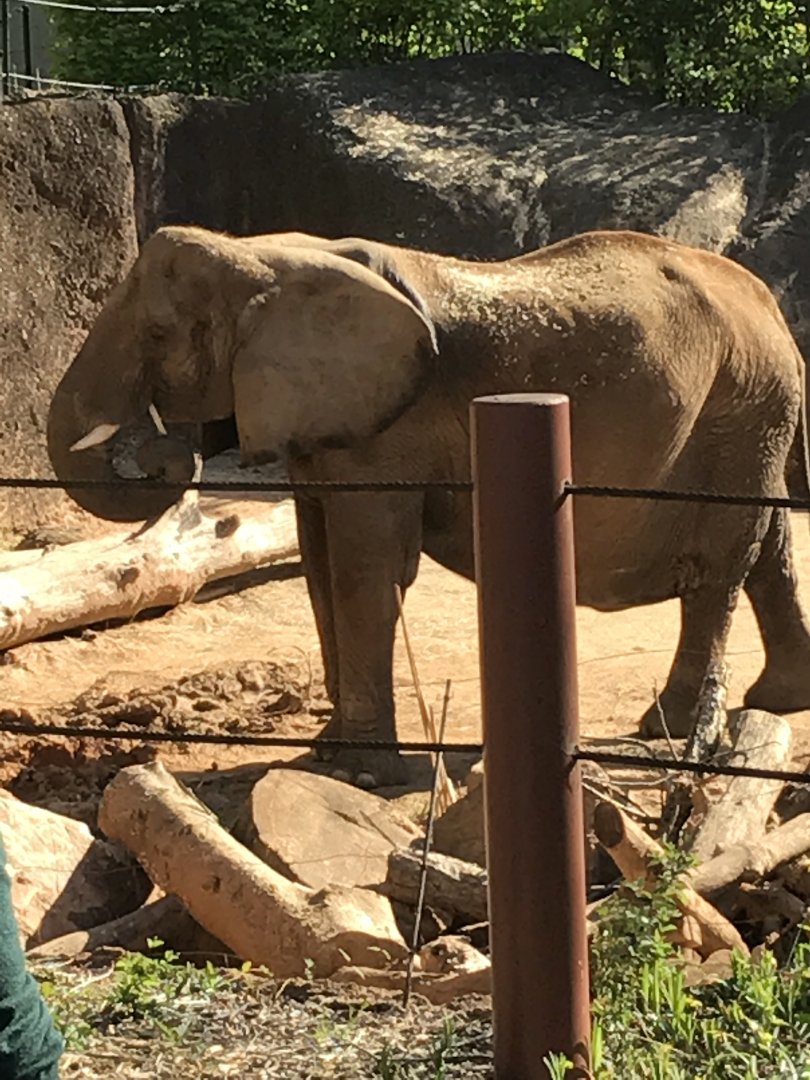 African elephant: Kelly