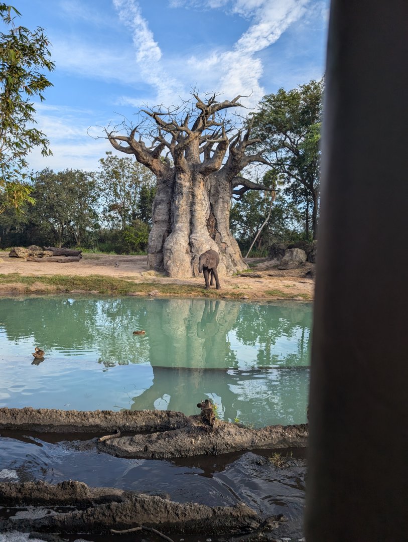 African Elephant - Kilimanjaro Safari