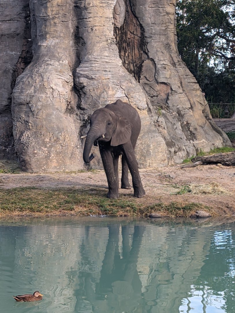 African Elephant - Kilimanjaro Safari