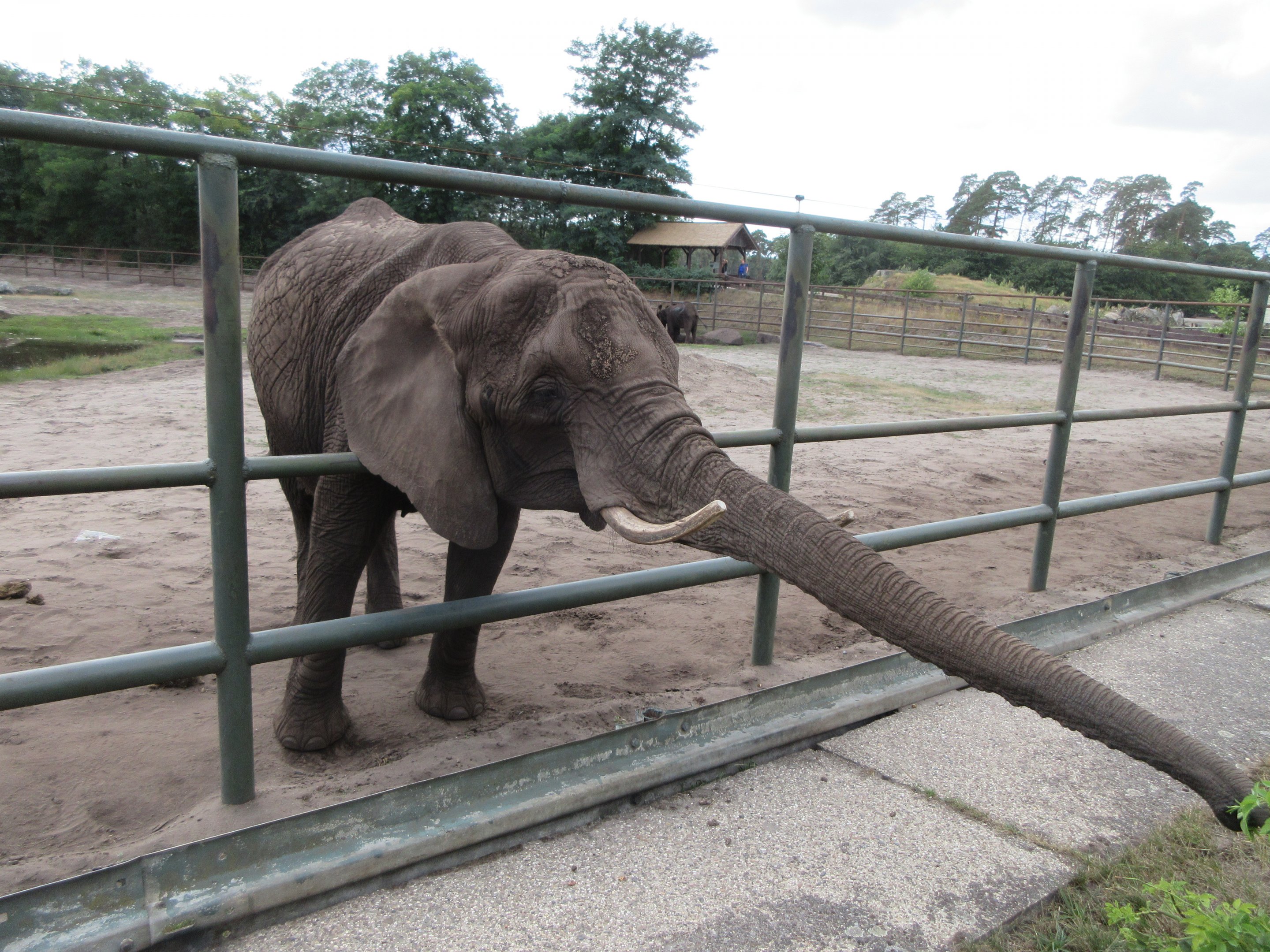 African Elephant (looking for food)