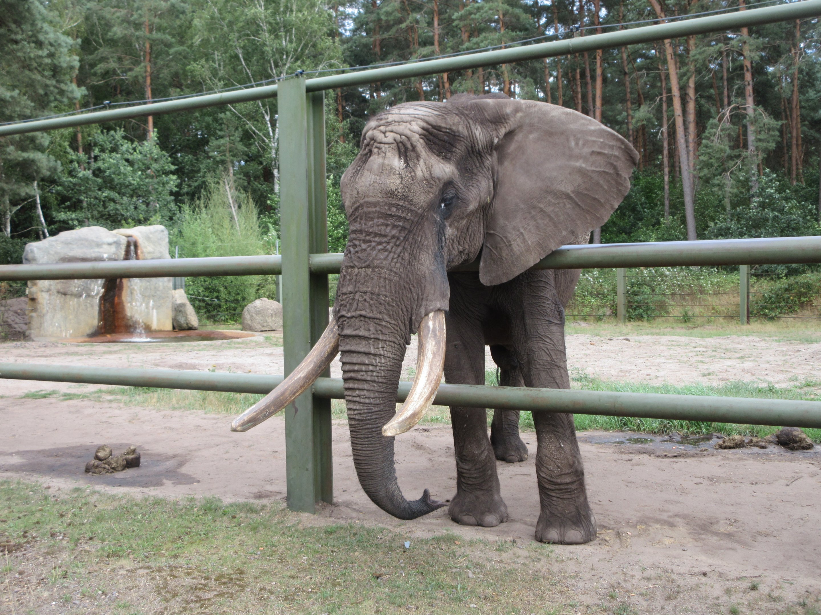 African Elephant (looking for food)