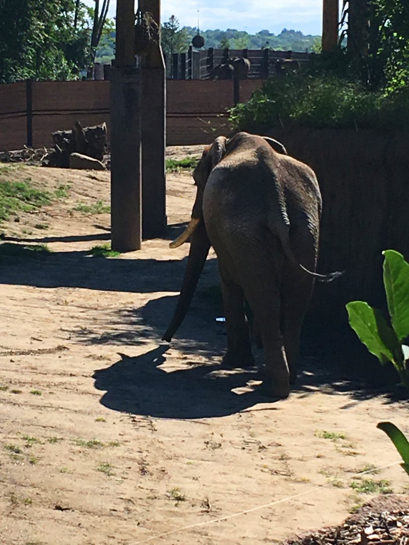 African Elephant Louie