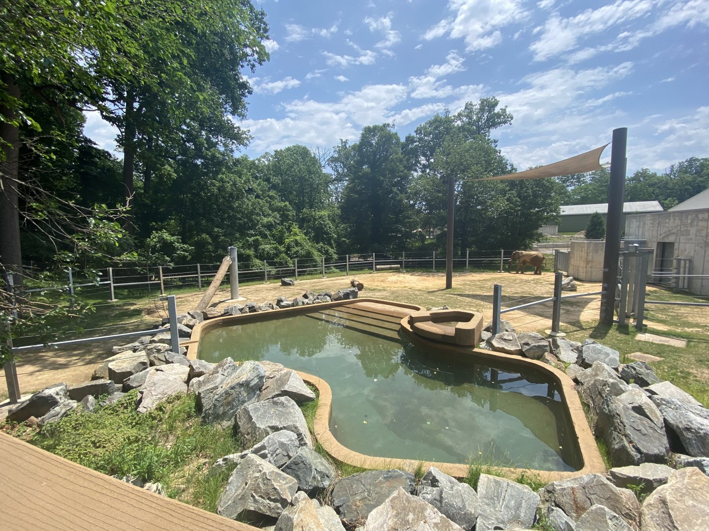 African Elephant Lower Yard