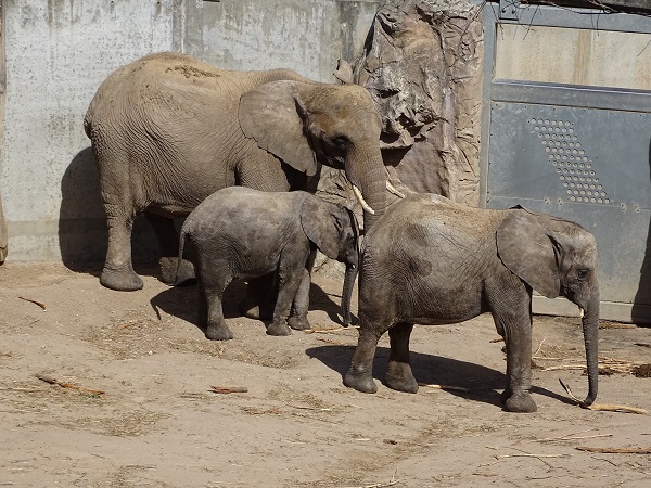 African elephant (Loxodonta africana) (04/22)