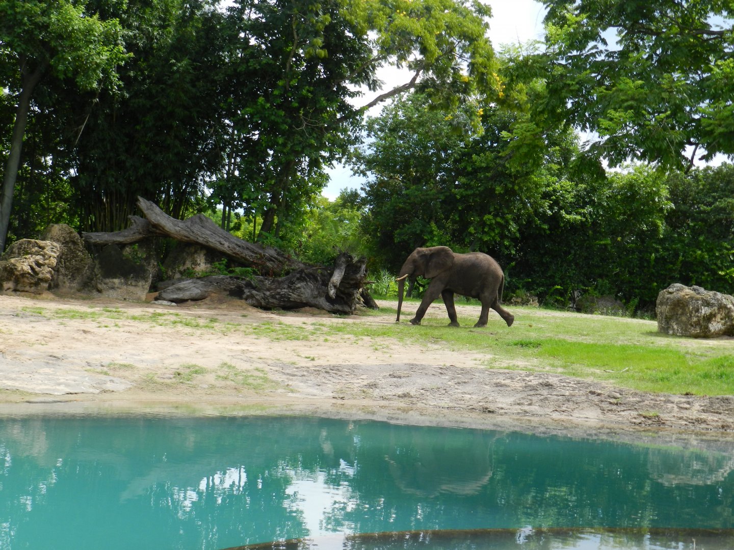 African Elephant (Loxodonta africana) at Disney's Animal Kingdom Park