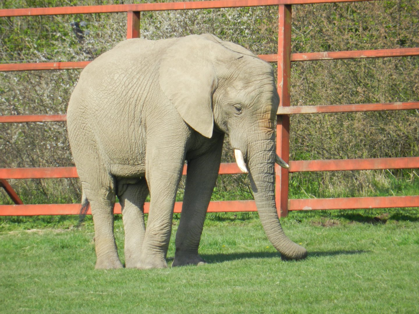 African Elephant (Loxodonta africana) at Howletts Wild Animal Park, England