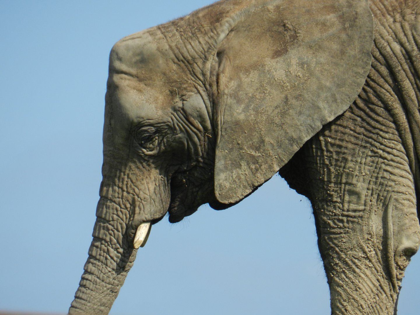 African Elephant (Loxodonta africana) at Howletts Wild Animal Park, England