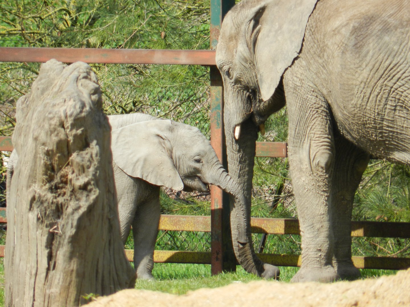 African Elephant (Loxodonta africana) at Howletts Wild Animal Park, England
