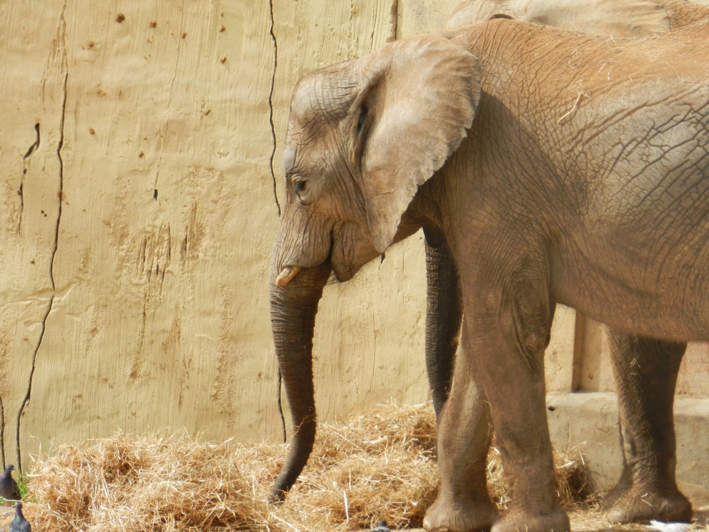 African Elephant (Loxodonta africana) at Jardim Zoológico de Lisboa, Portugal*