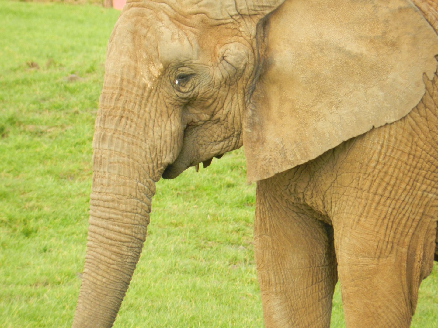 African Elephant (Loxodonta africana) at Noah's Ark Zoo Farm, England
