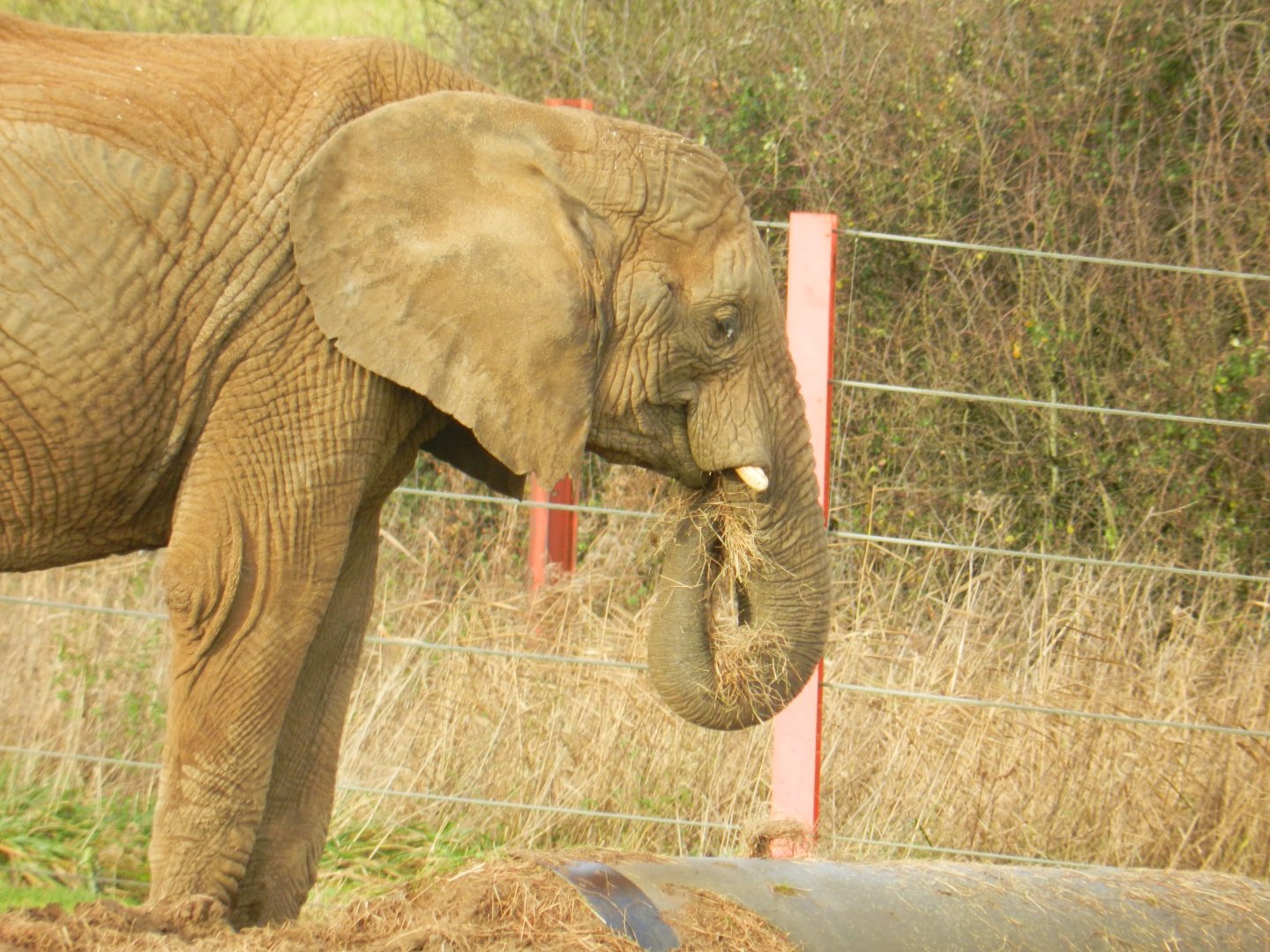 African Elephant (Loxodonta africana) at Noah's Ark Zoo Farm, England