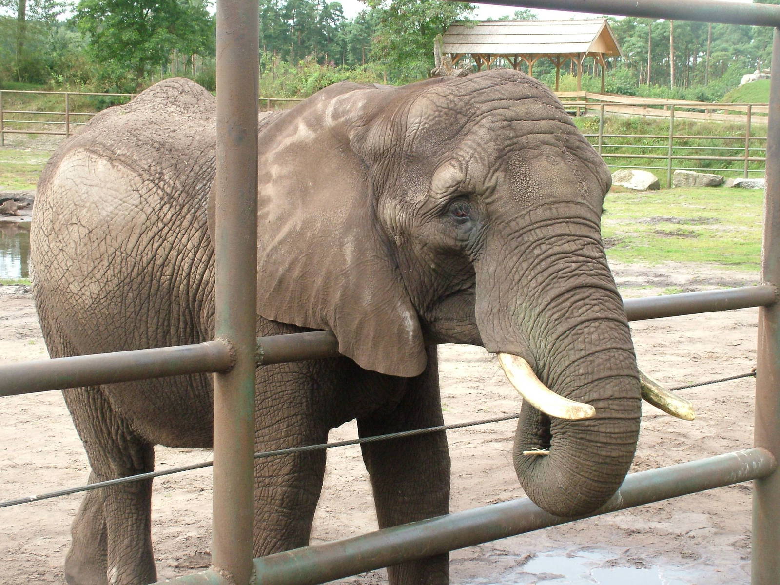 African Elephant (Loxodonta africana) at Serengetipark Hodenhagen