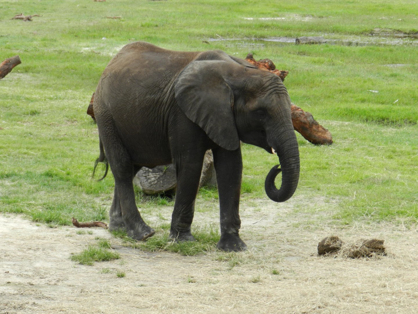 African Elephant (Loxodonta africana) at Zoo Tampa at Lowry Park