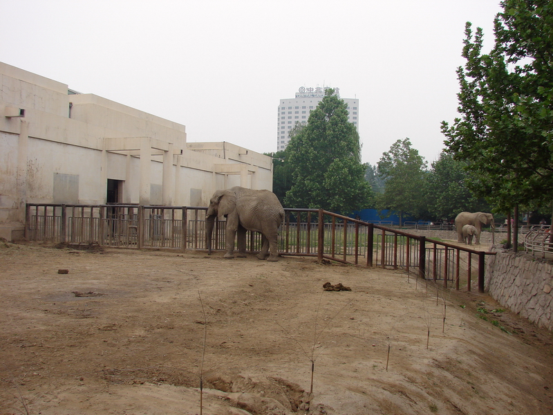 African Elephant (Loxodonta africana) exhibit