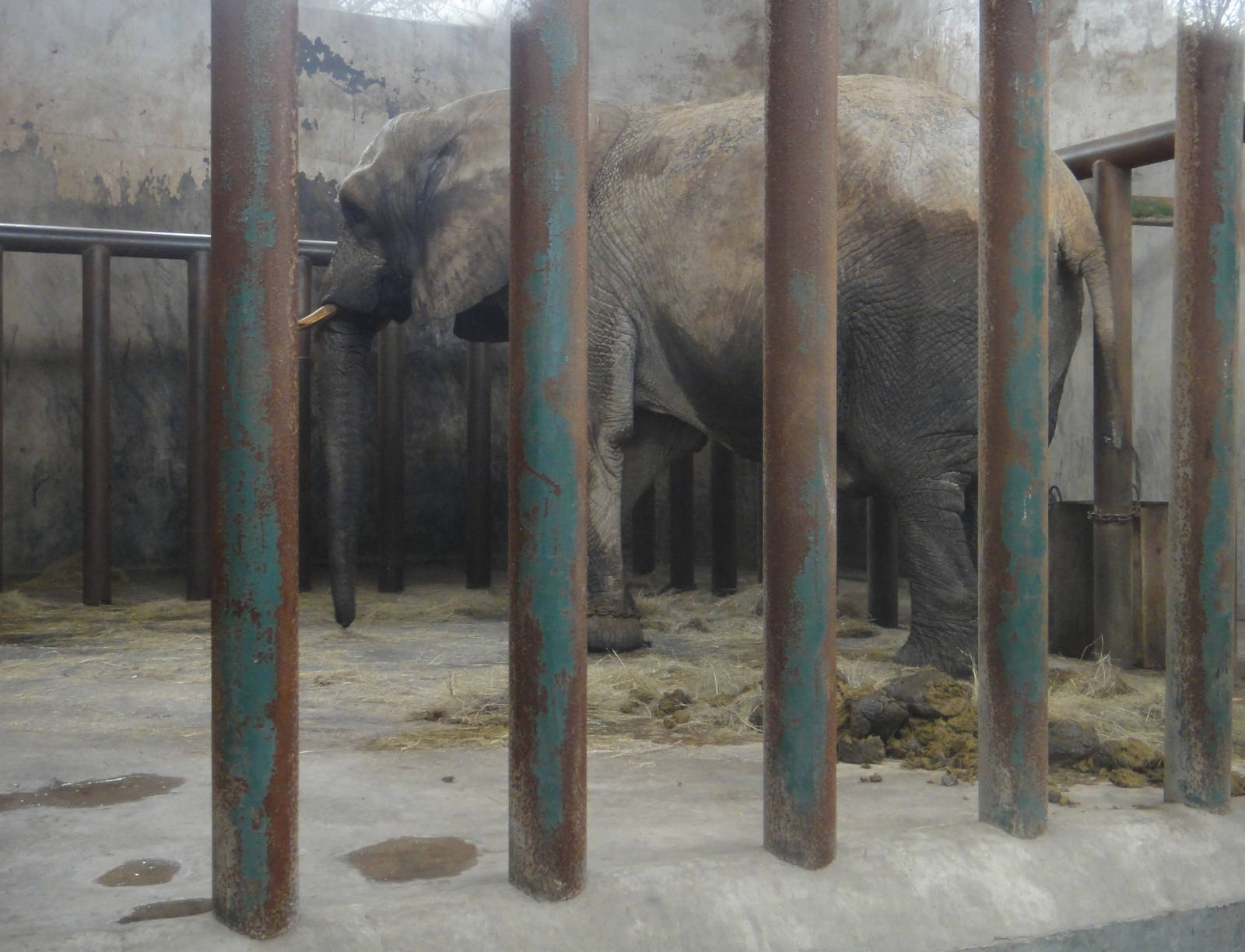 African elephant (Loxodonta africana) female Maoao