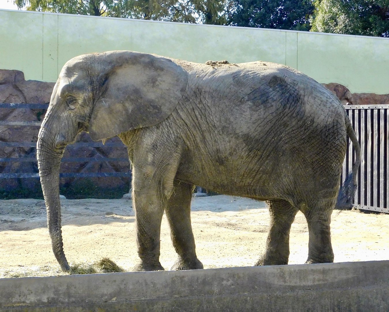 African Elephant (Loxodonta africana)  - Tobu Zoo November 15, 2025