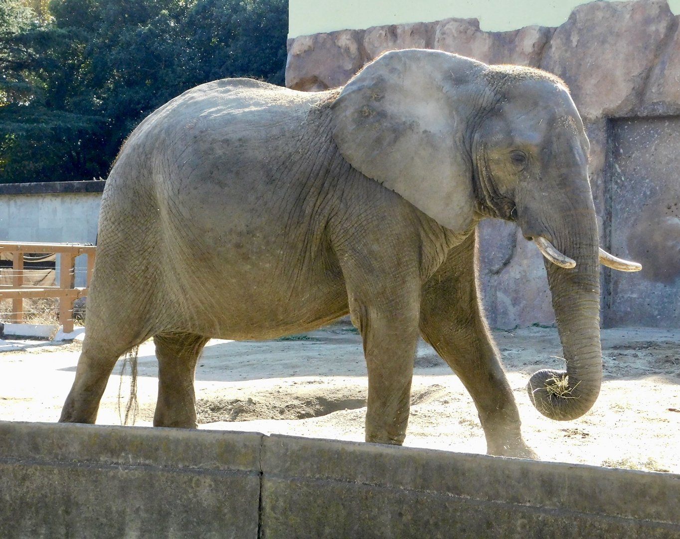 African Elephant (Loxodonta africana)  - Tobu Zoo November 15, 2025