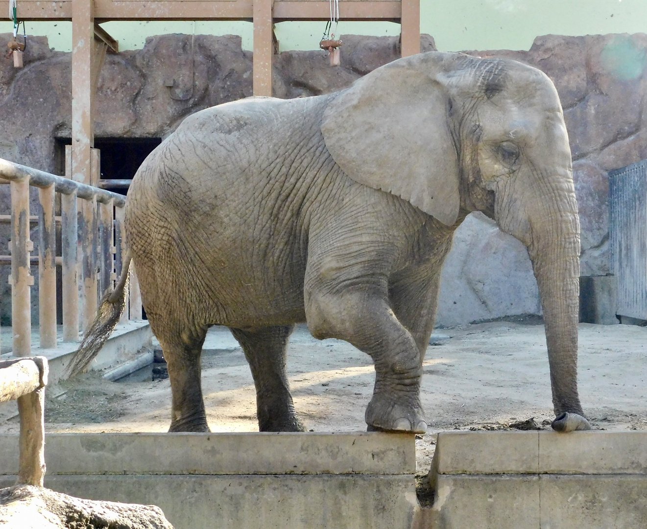 African Elephant (Loxodonta africana)  - Tobu Zoo November 15, 2025