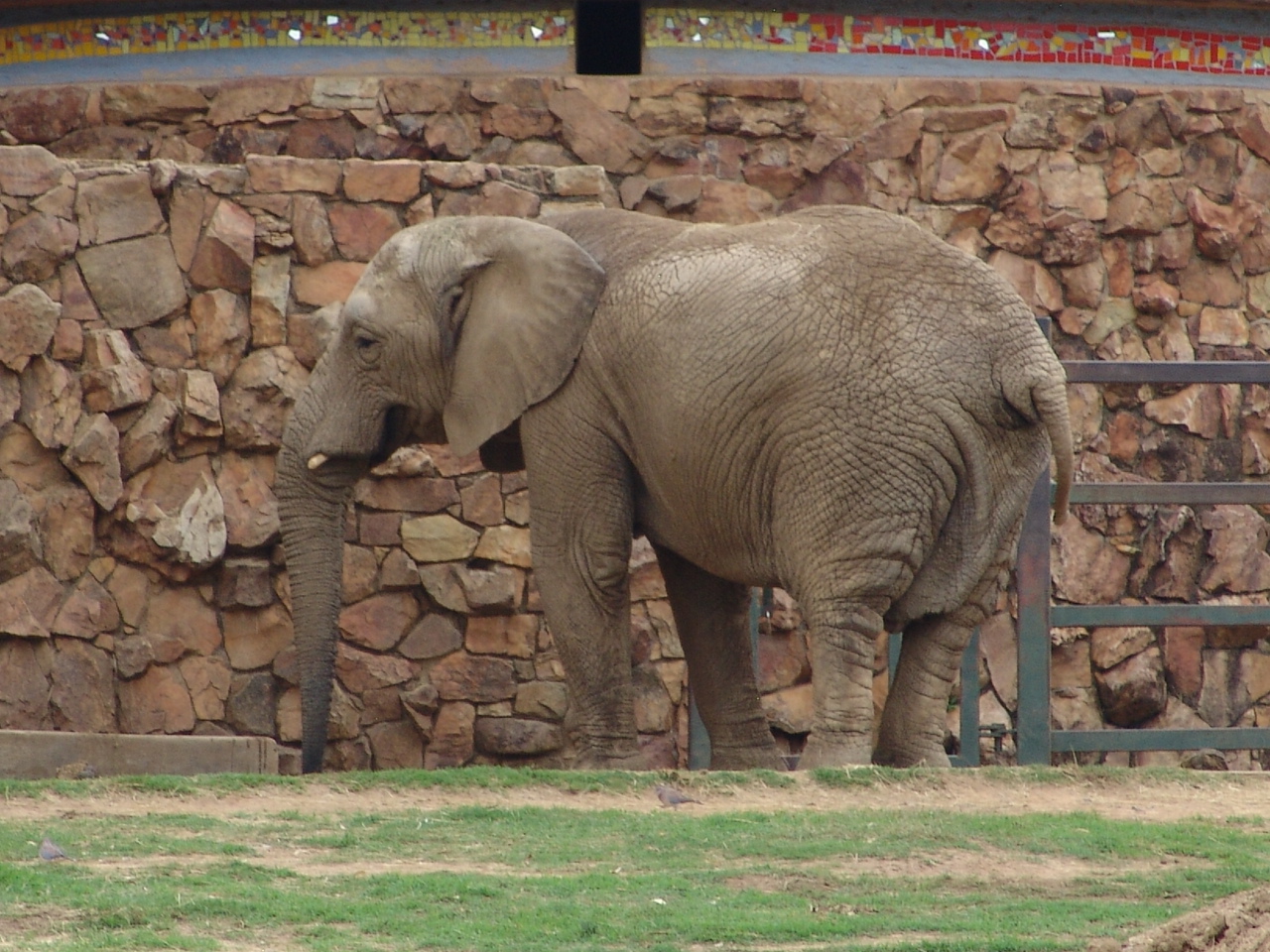 African elephant (Loxodonta africana)