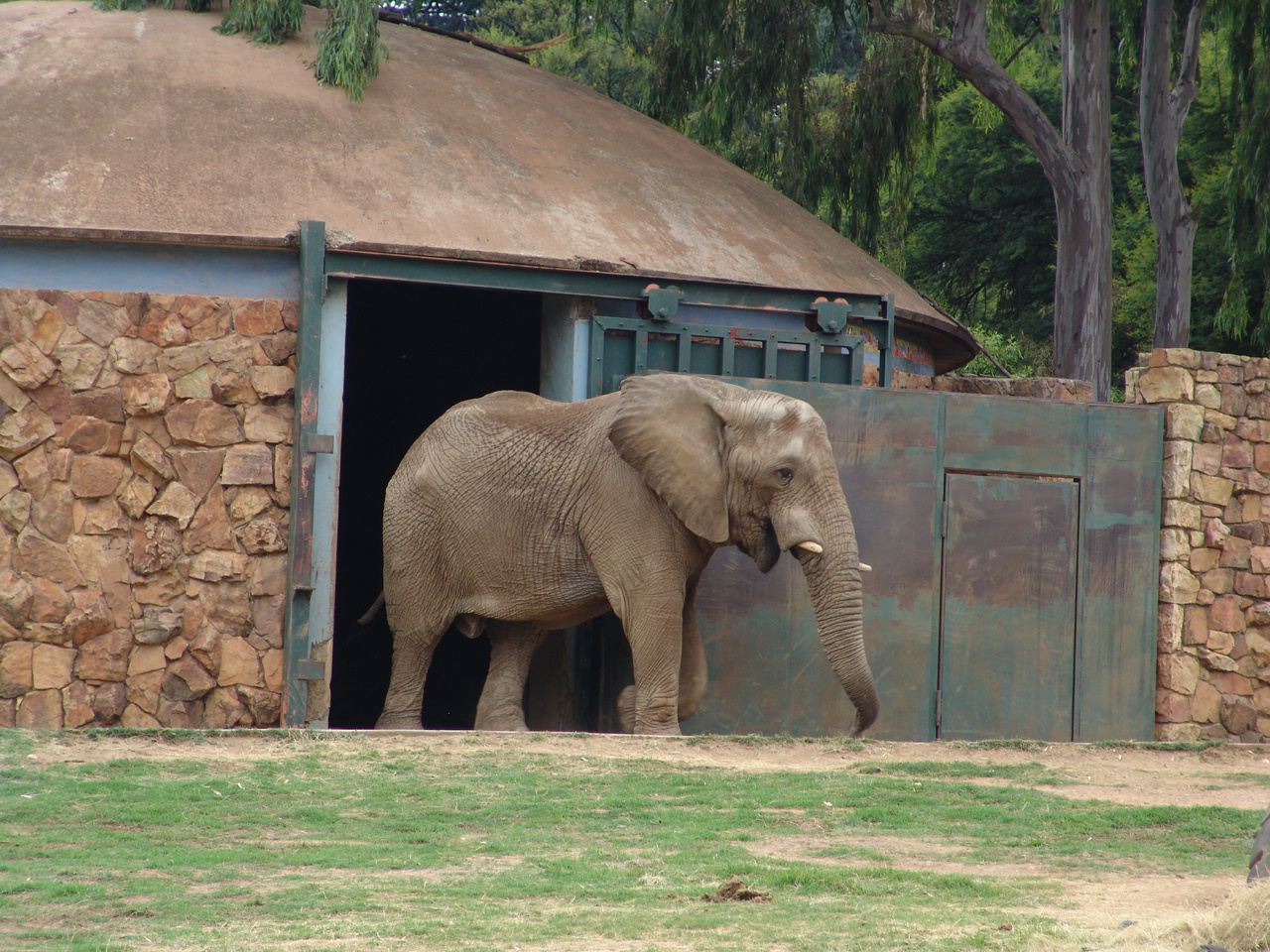 African elephant (Loxodonta africana)