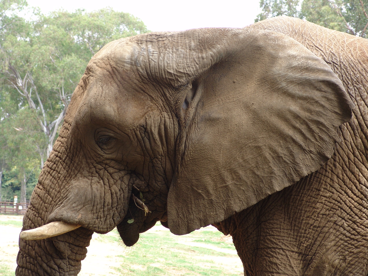 African Elephant (Loxodonta africana)