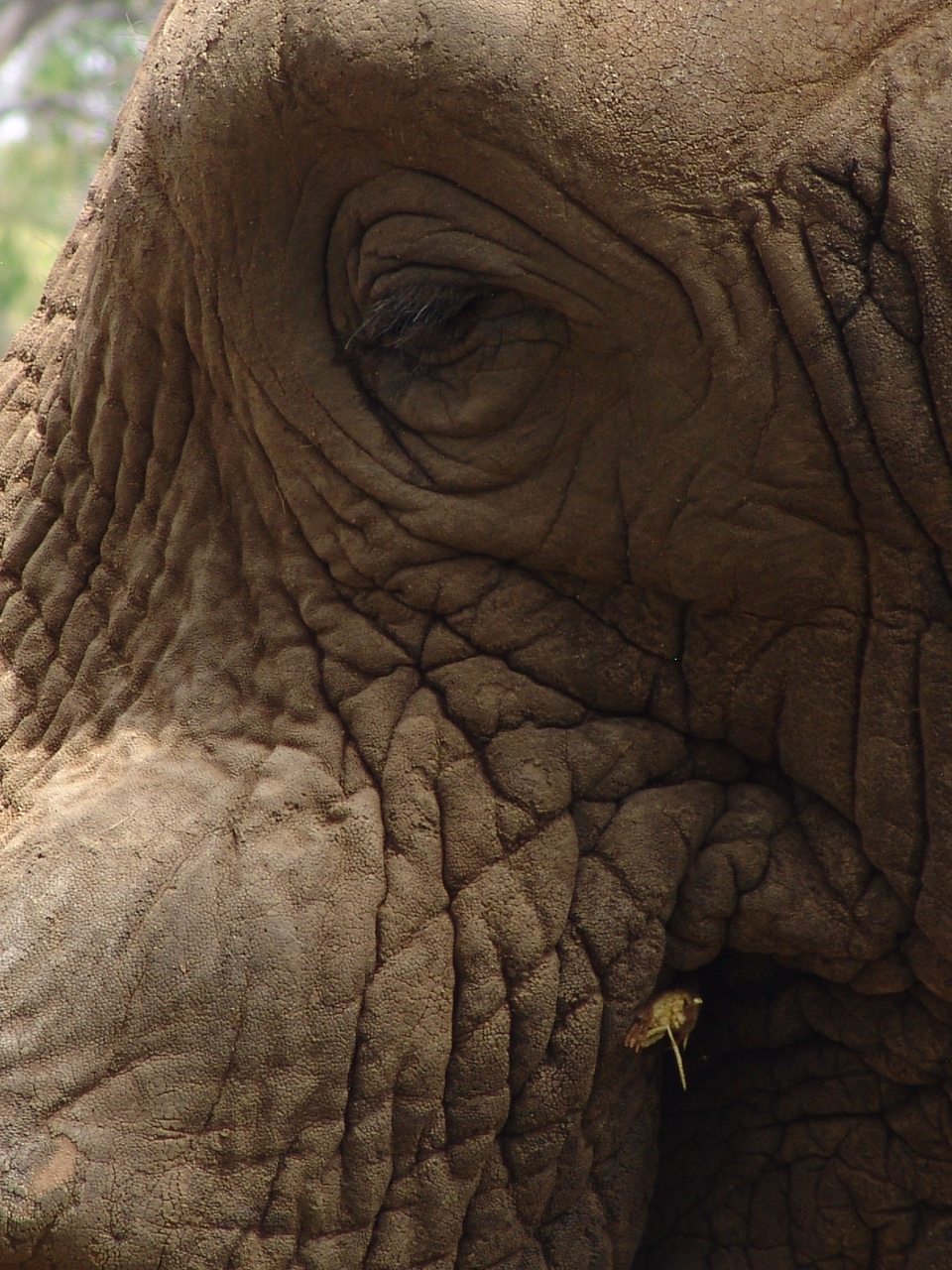 African Elephant (Loxodonta africana)