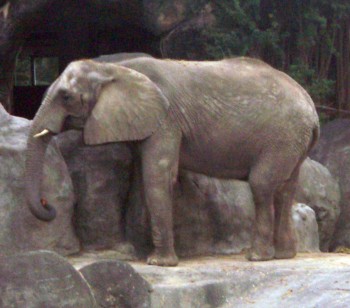 African elephant (Loxodonta africana)