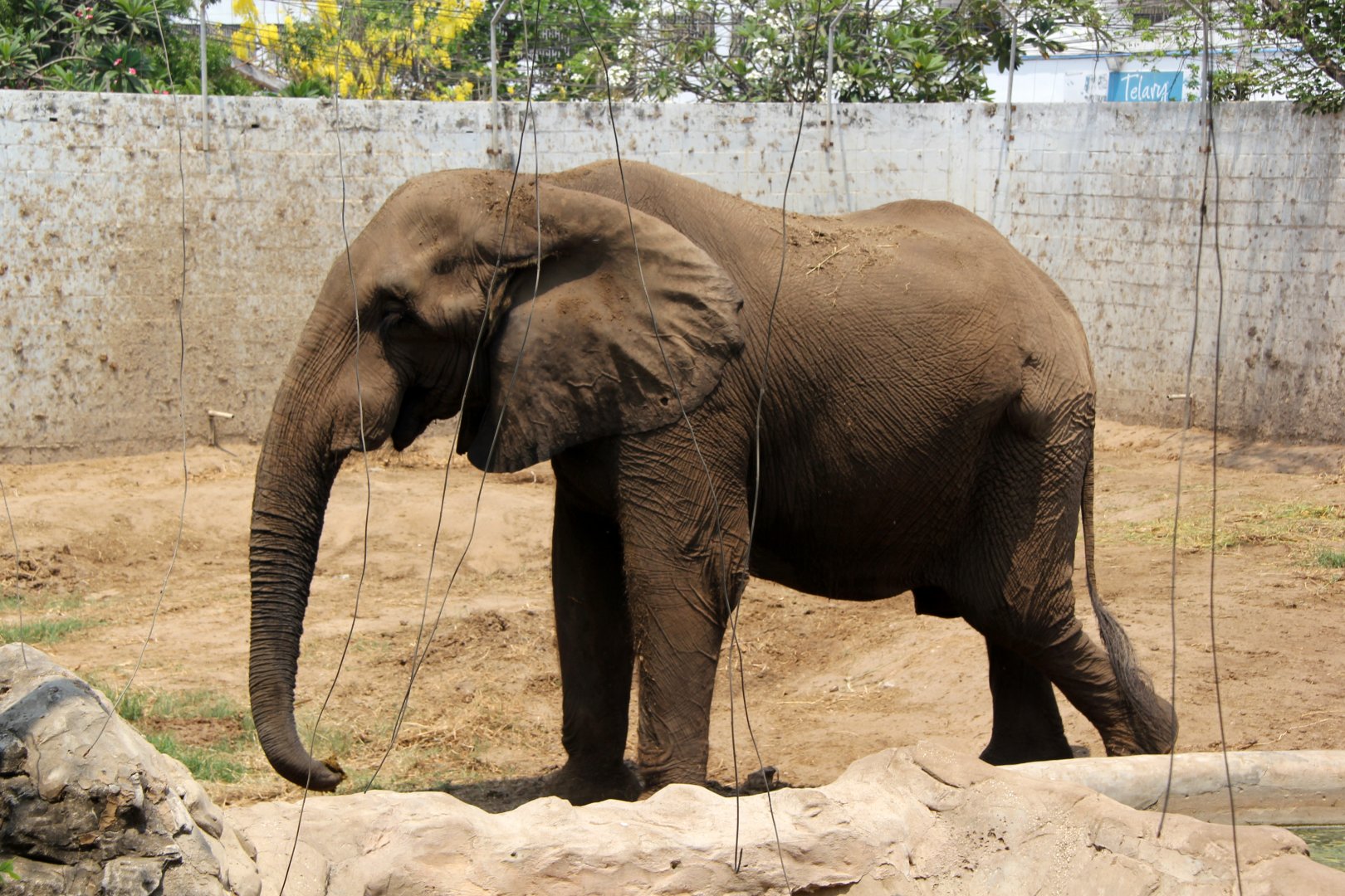 African elephant (Loxodonta africana)