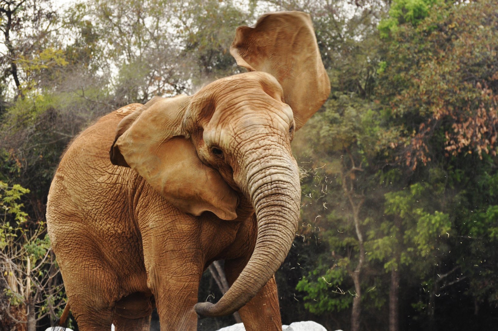 African elephant (Loxodonta africana)