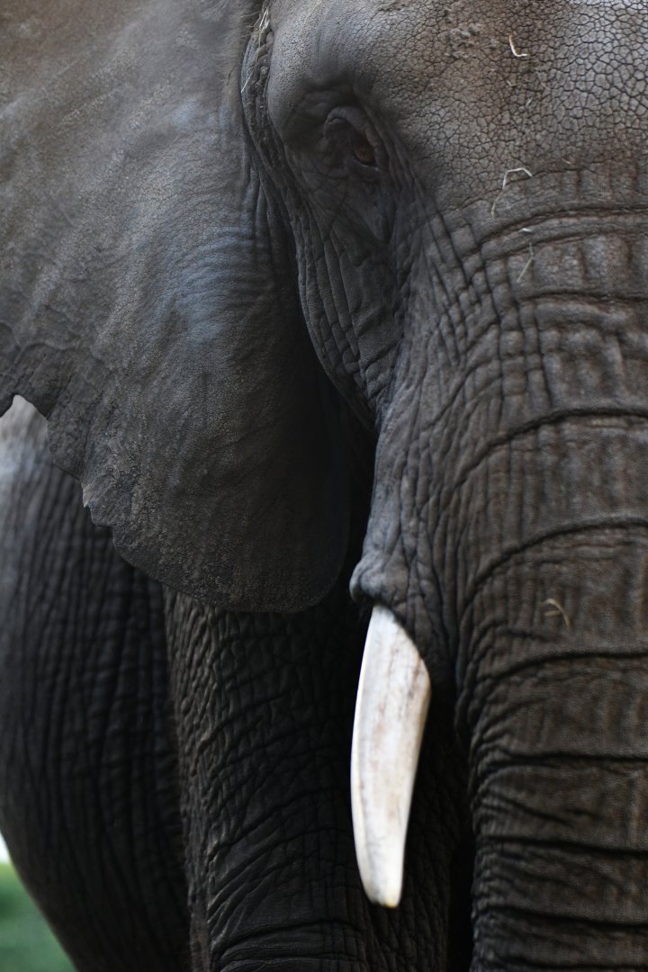 African elephant (Loxodonta africana)