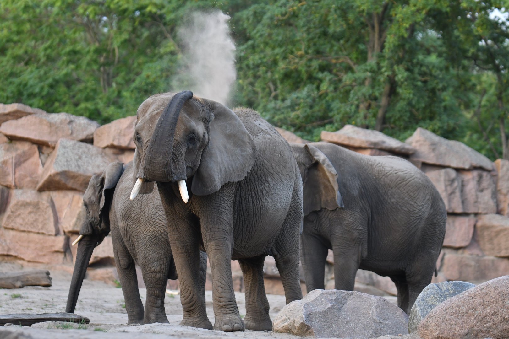 African elephant (Loxodonta africana)