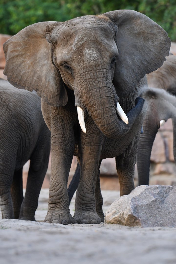 African elephant (Loxodonta africana)
