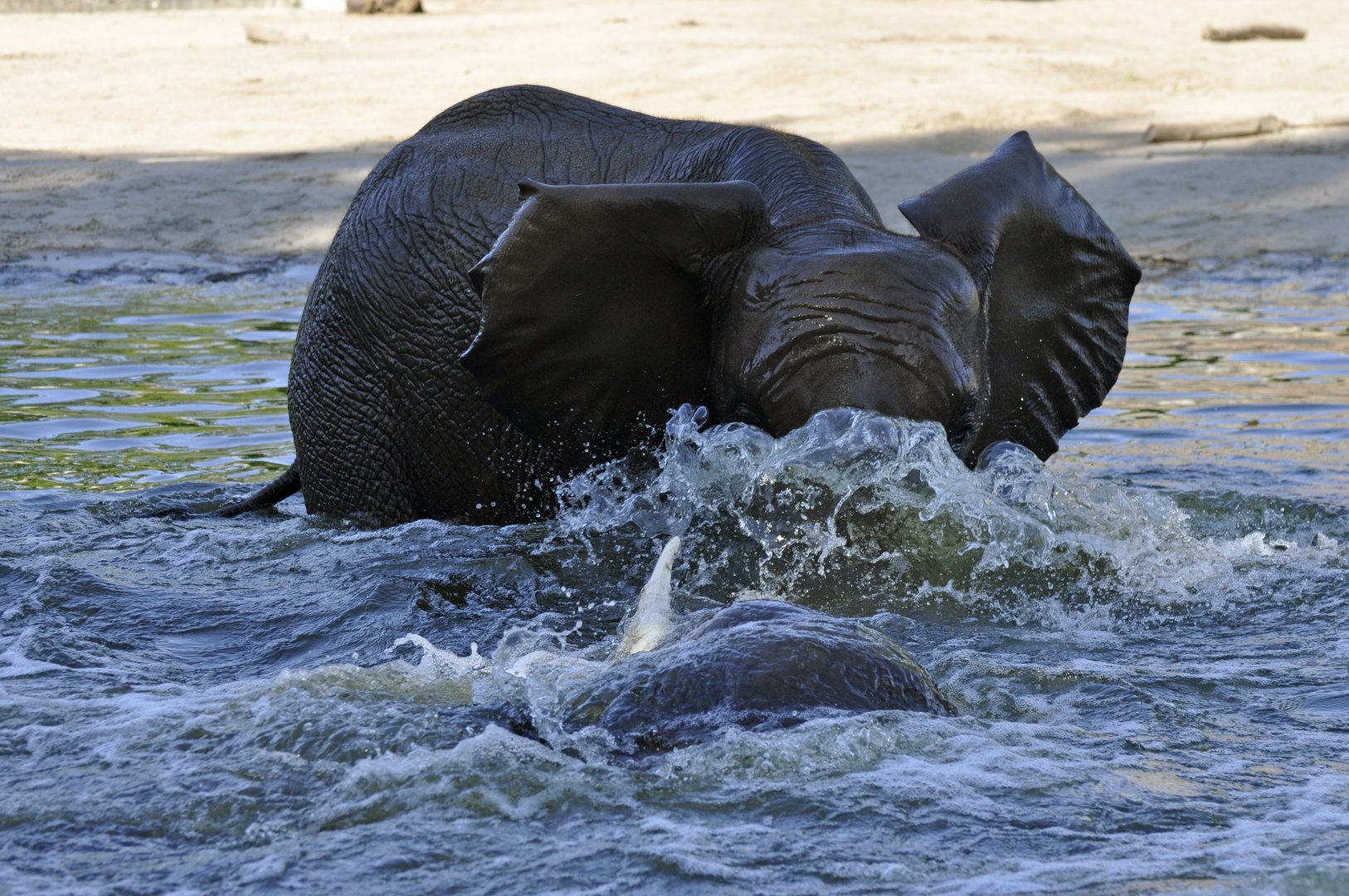 African elephant (Loxodonta africana)