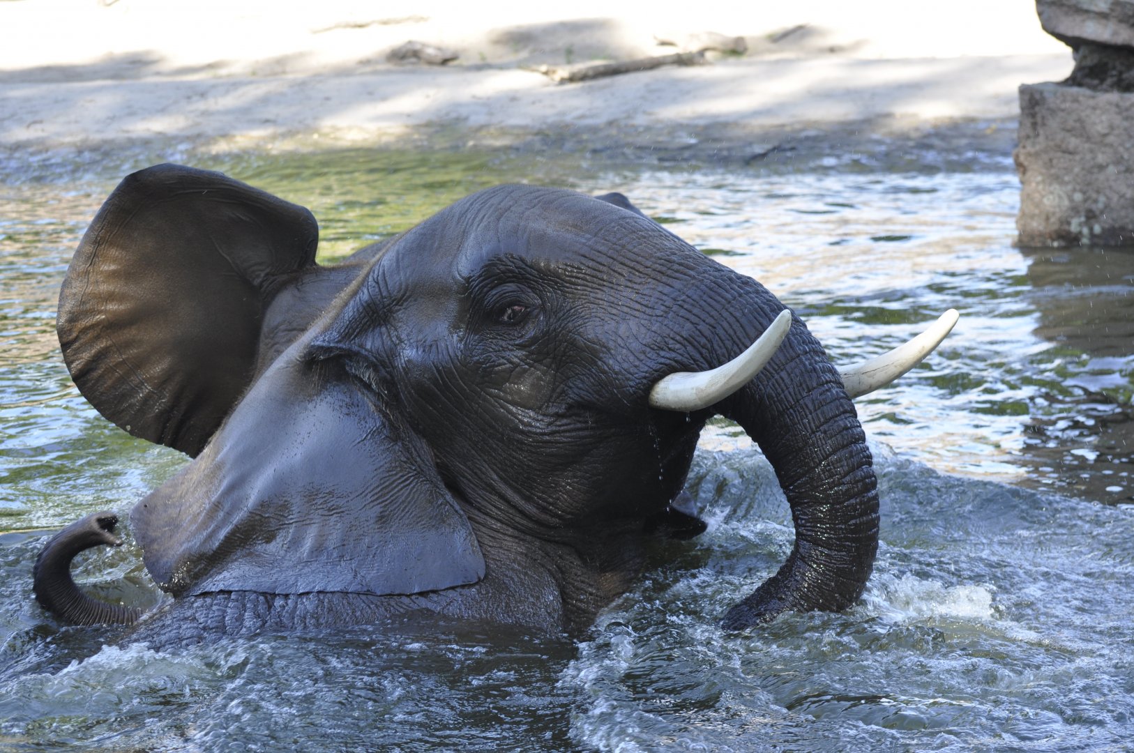 African elephant (Loxodonta africana)