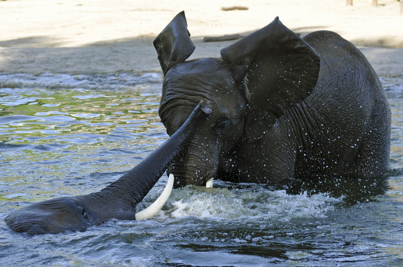 African elephant (Loxodonta africana)
