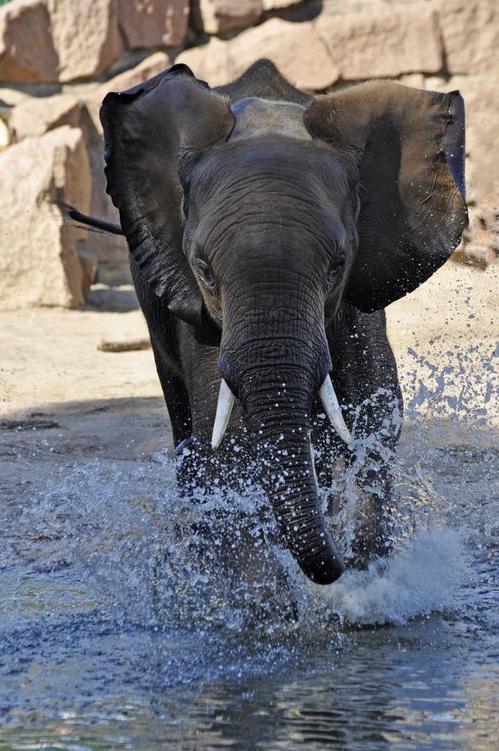 African elephant (Loxodonta africana)