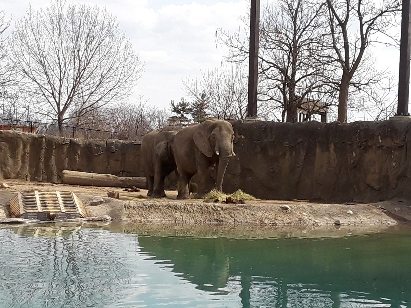 African Elephant (Loxodonta africana)