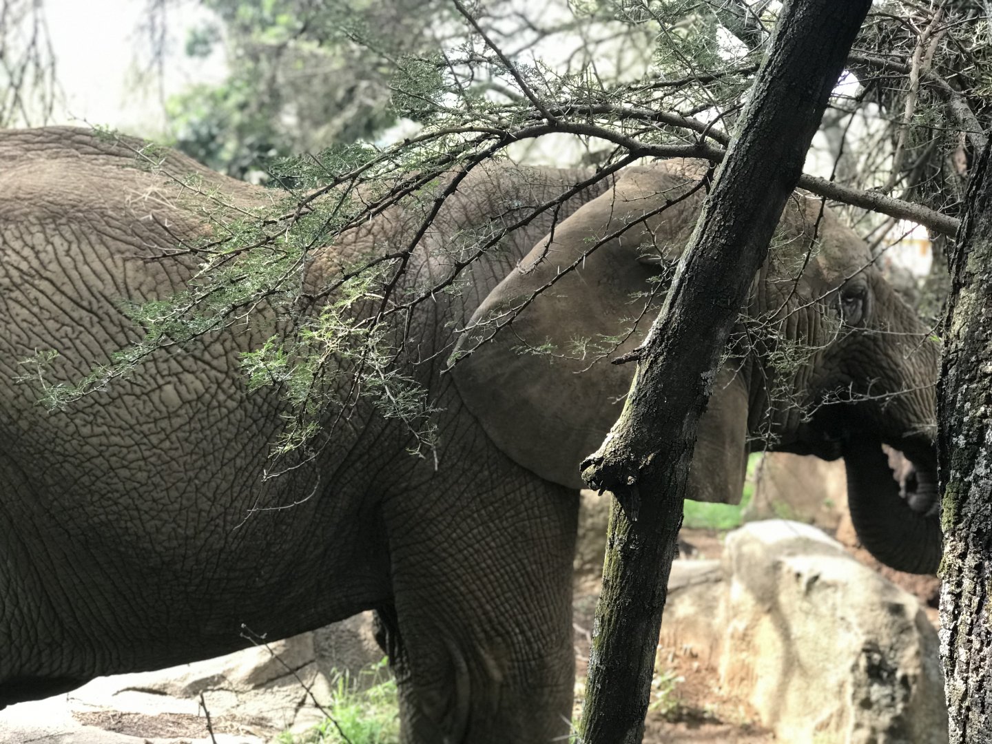 African Elephant (Loxodonta africana)