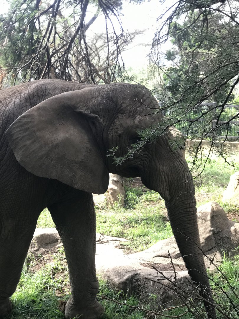 African Elephant (Loxodonta africana)