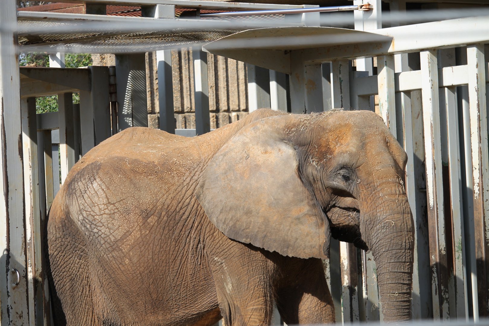African Elephant (Loxodonta africana)