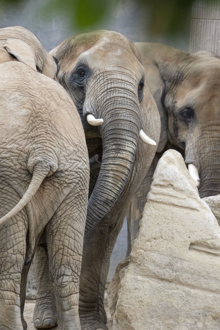 African elephant (Loxodonta africana)