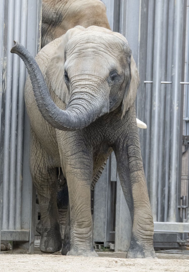 African elephant (Loxodonta africana)
