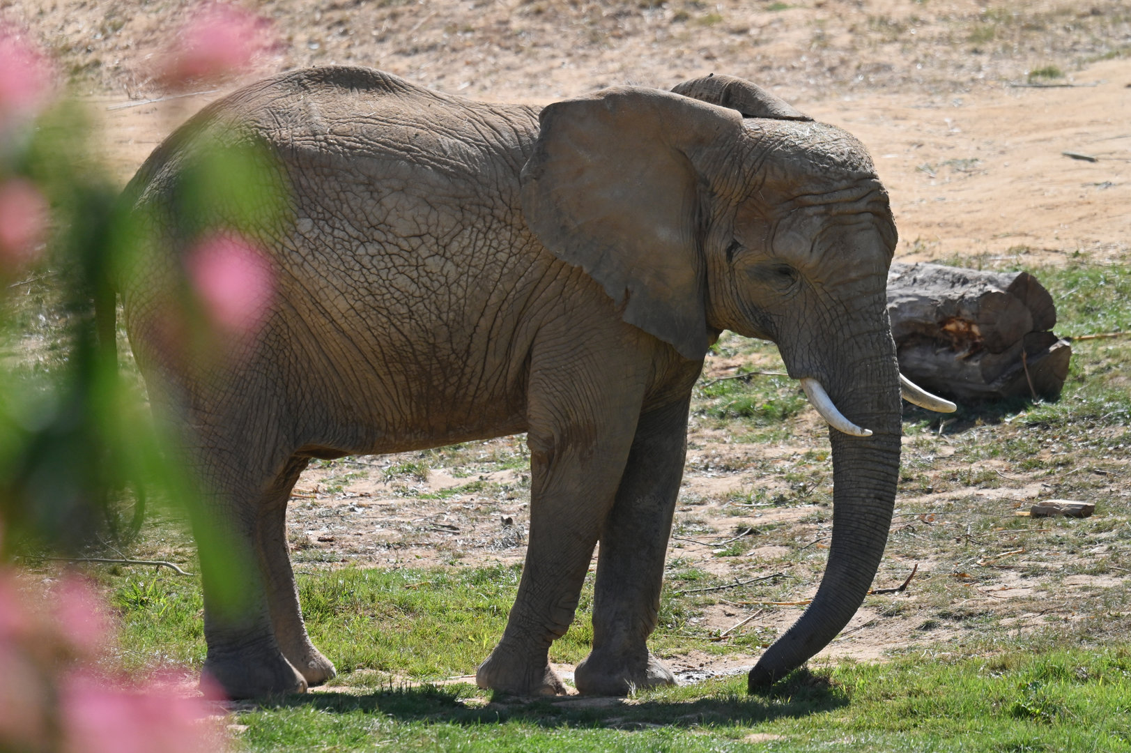 African elephant Loxodonta africana